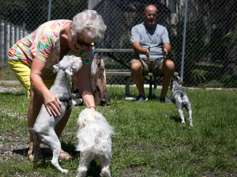 guidelines for our dog park